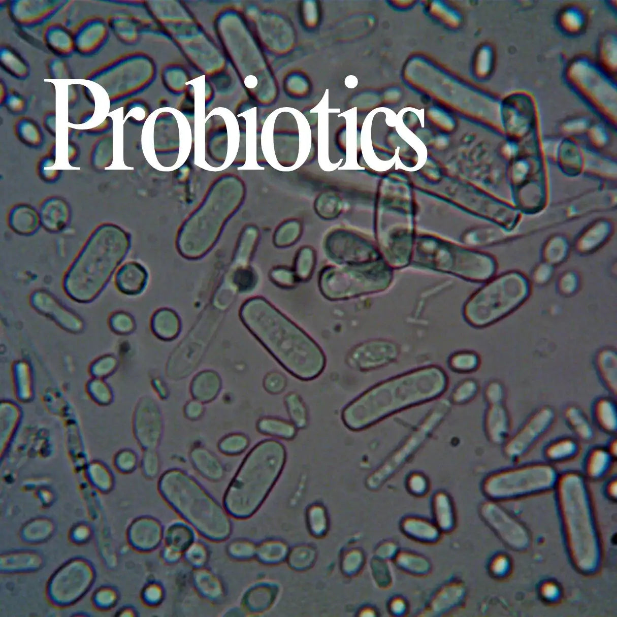Healthy gut Photo of a health gut