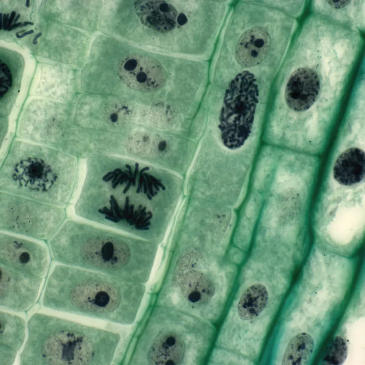 What Are Prebiotics and Why Are They in So Many Supplements?