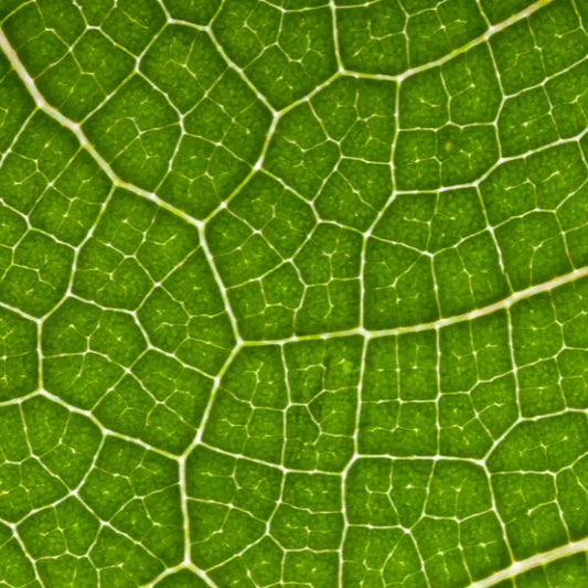 Why Chlorophyll Matters More Than You Think