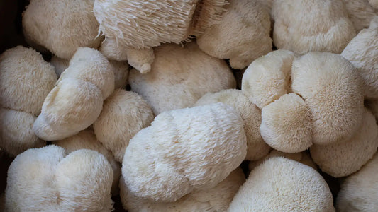 Lion's Mane Benefits: The Nootropic in Your Greens