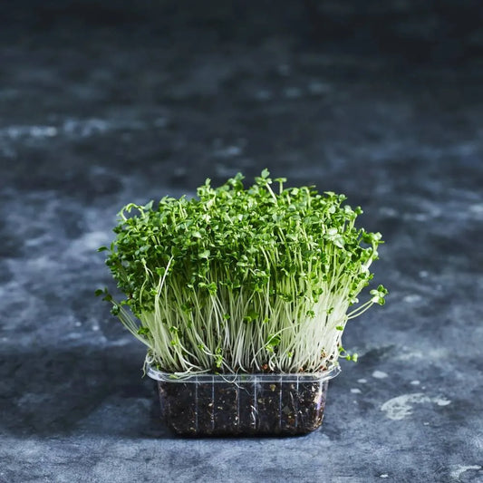 10 Microgreens with Science-Backed Benefits You Should Eat Daily