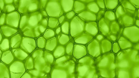 Is Mitochondrial Dysfunction Behind Your Fatigue? Signs to Watch For