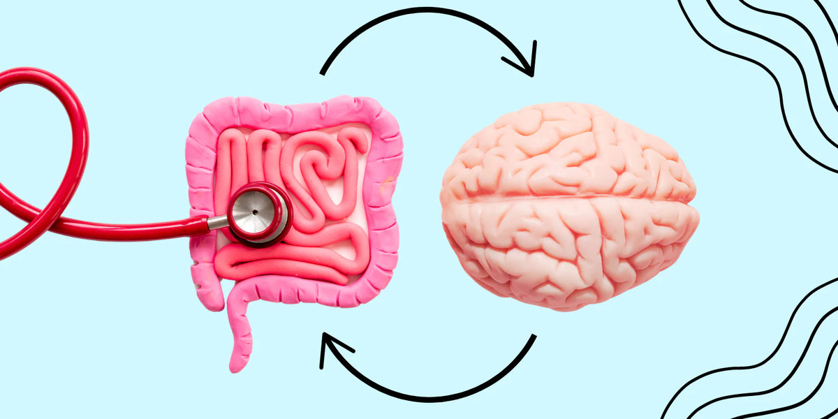 The Gut-Brain Connection: What It Is and Why It Changes Everything