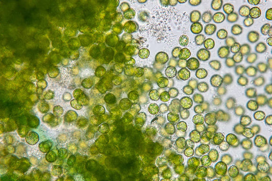 Your Gut Microbiome: What It Is, Why It Matters, and How to Support It
