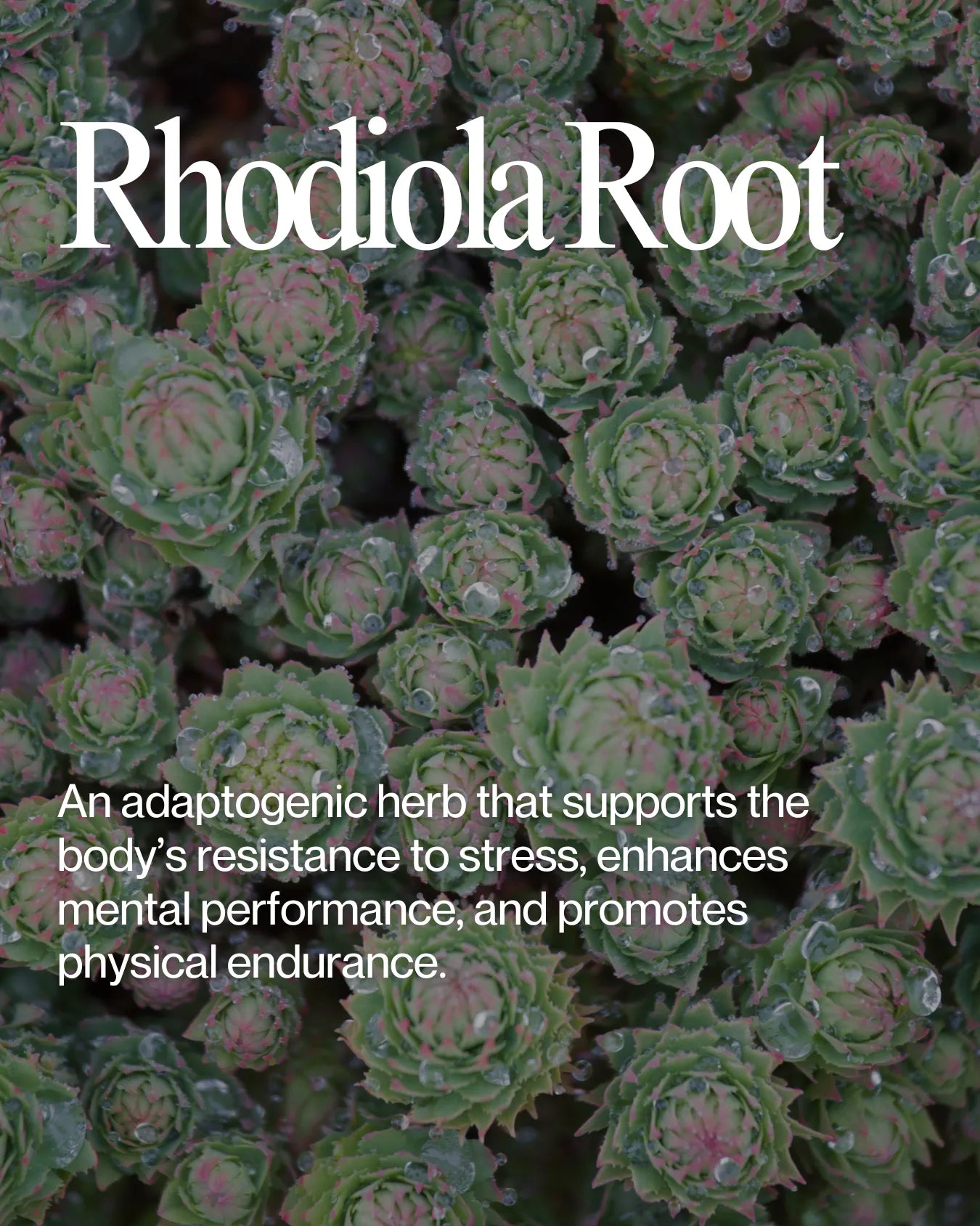 Informational about Rhodiola Root health benefits