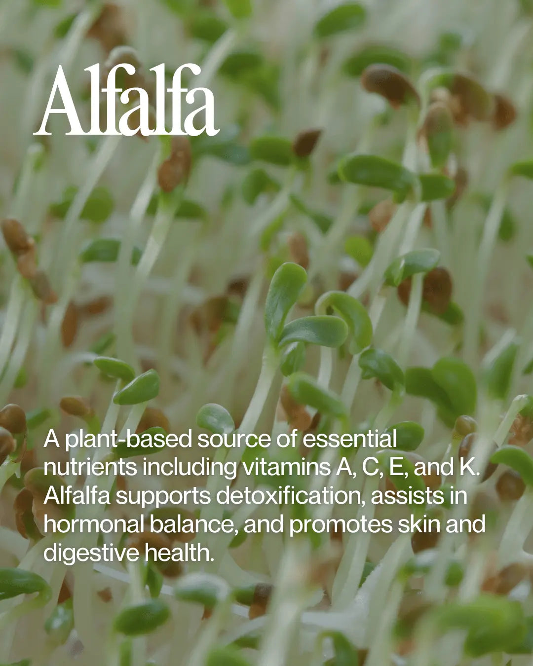 Close-up of fresh alfalfa sprouts (Medicago sativa), showcasing their vibrant green stems and delicate texture, rich in nutrients and perfect for promoting health and vitality