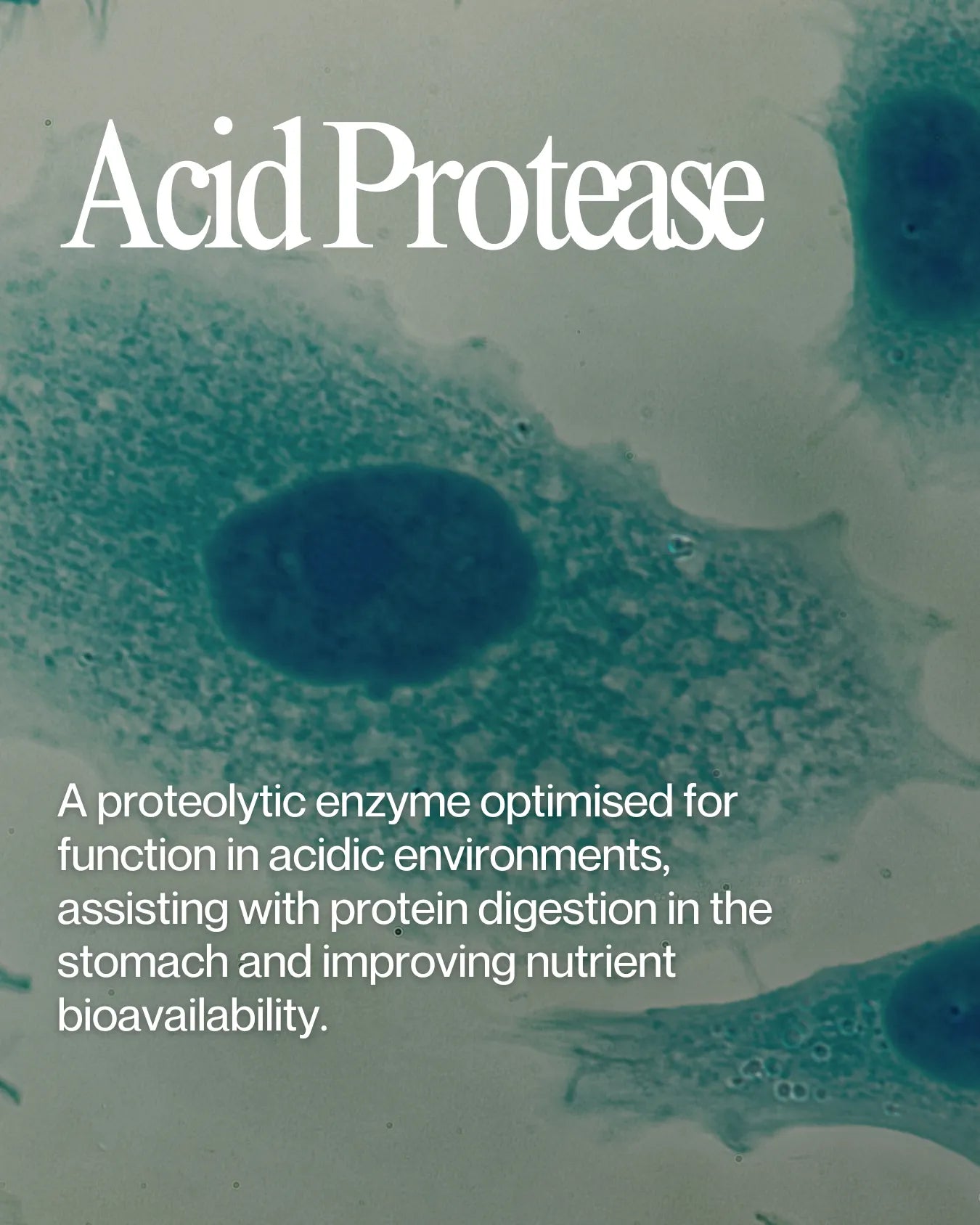 Informational about Acid Protease health benefits