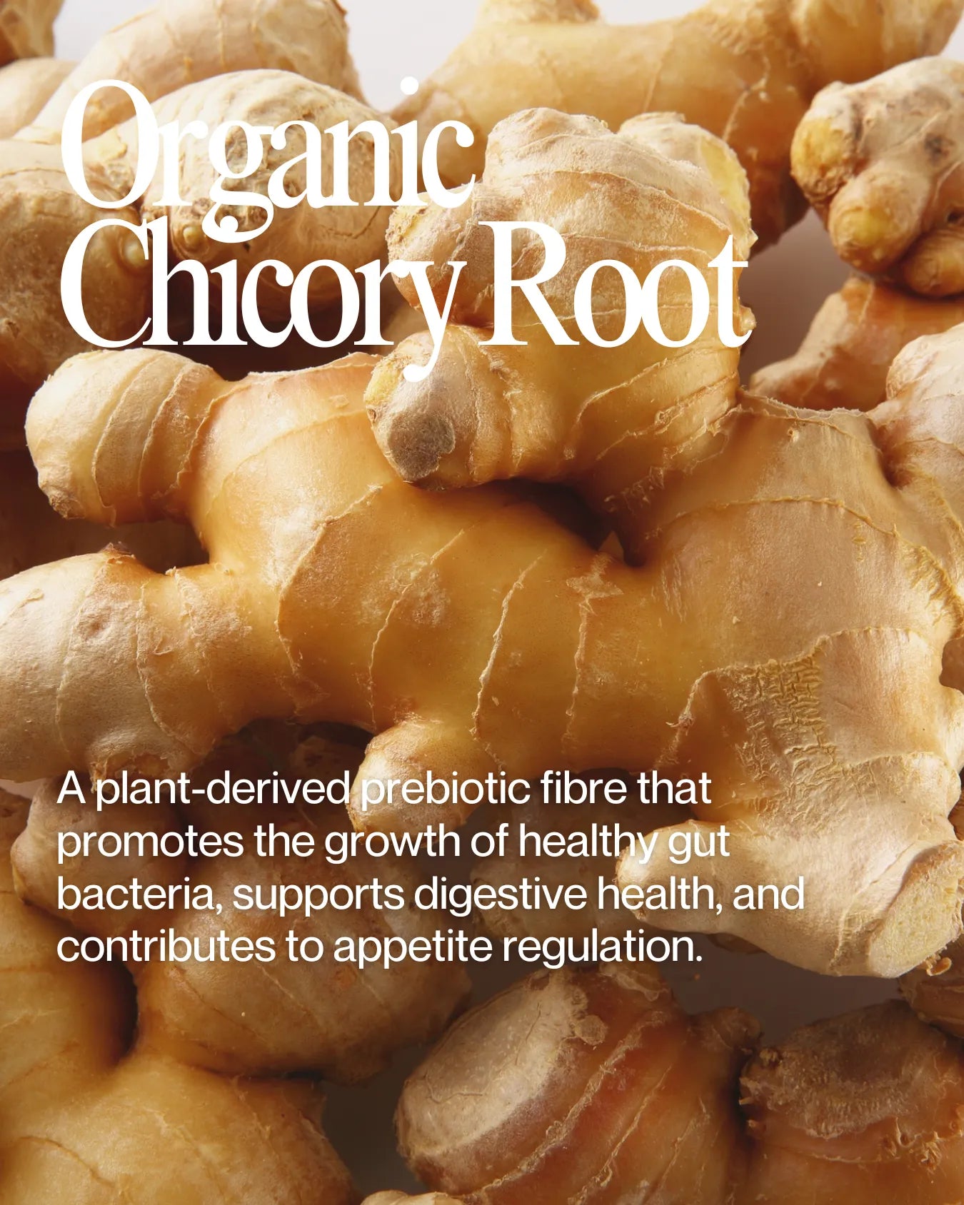 Informational about Organic Chicory Root health benefits