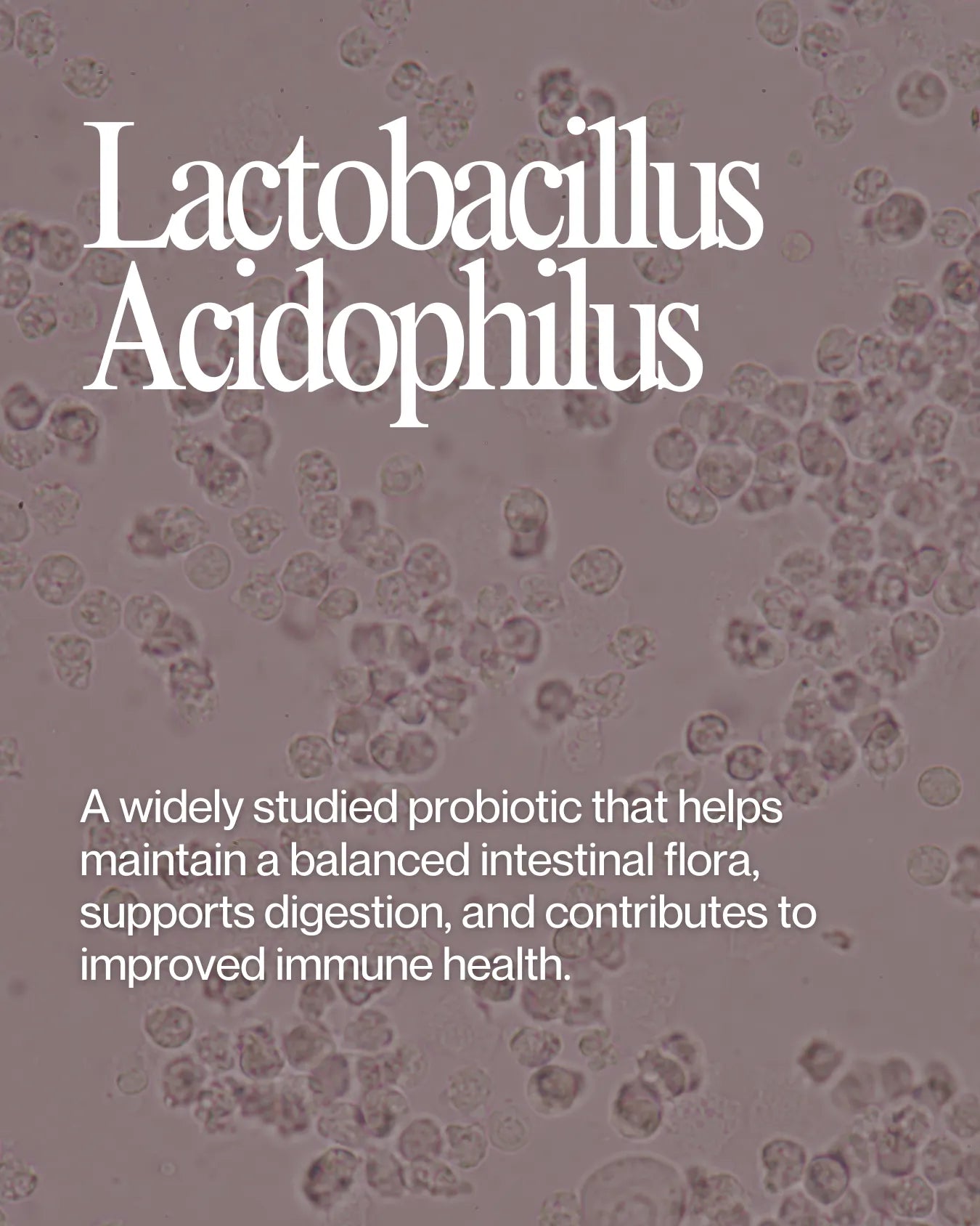 Informational about Bifidobacterium Acidophilus health benefits