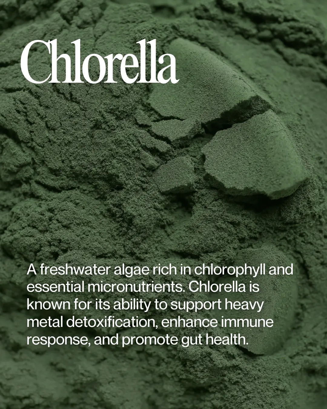 Close-up of nutrient-rich chlorella (Chlorella vulgaris) powder, showcasing its deep green hue and natural texture for optimal health benefits