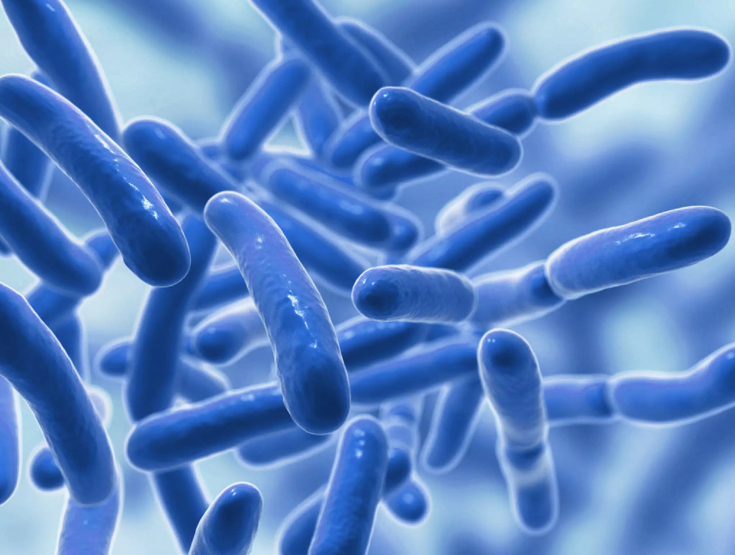 Probiotics and prebiotics