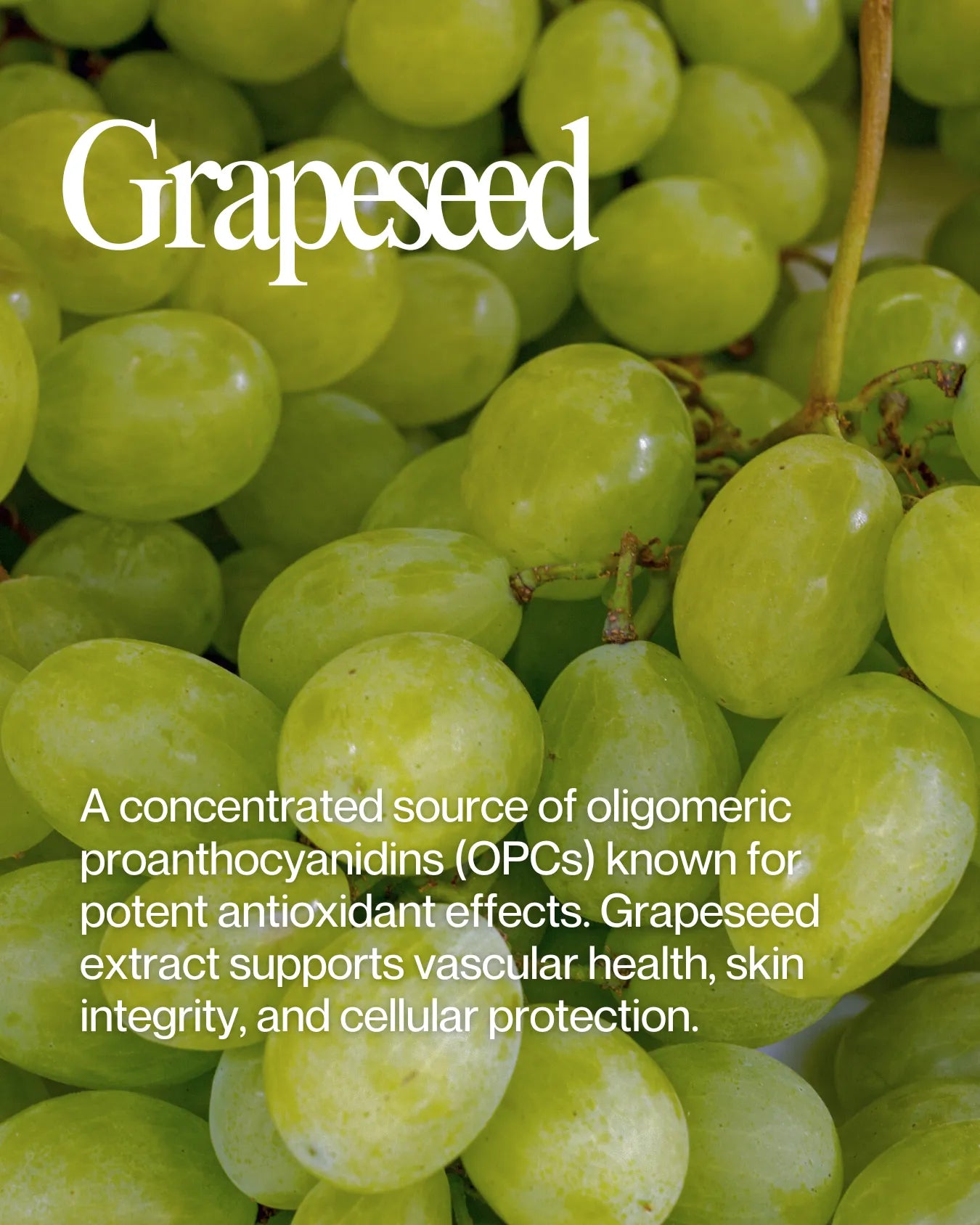 Informational about Grapeseed health benefits