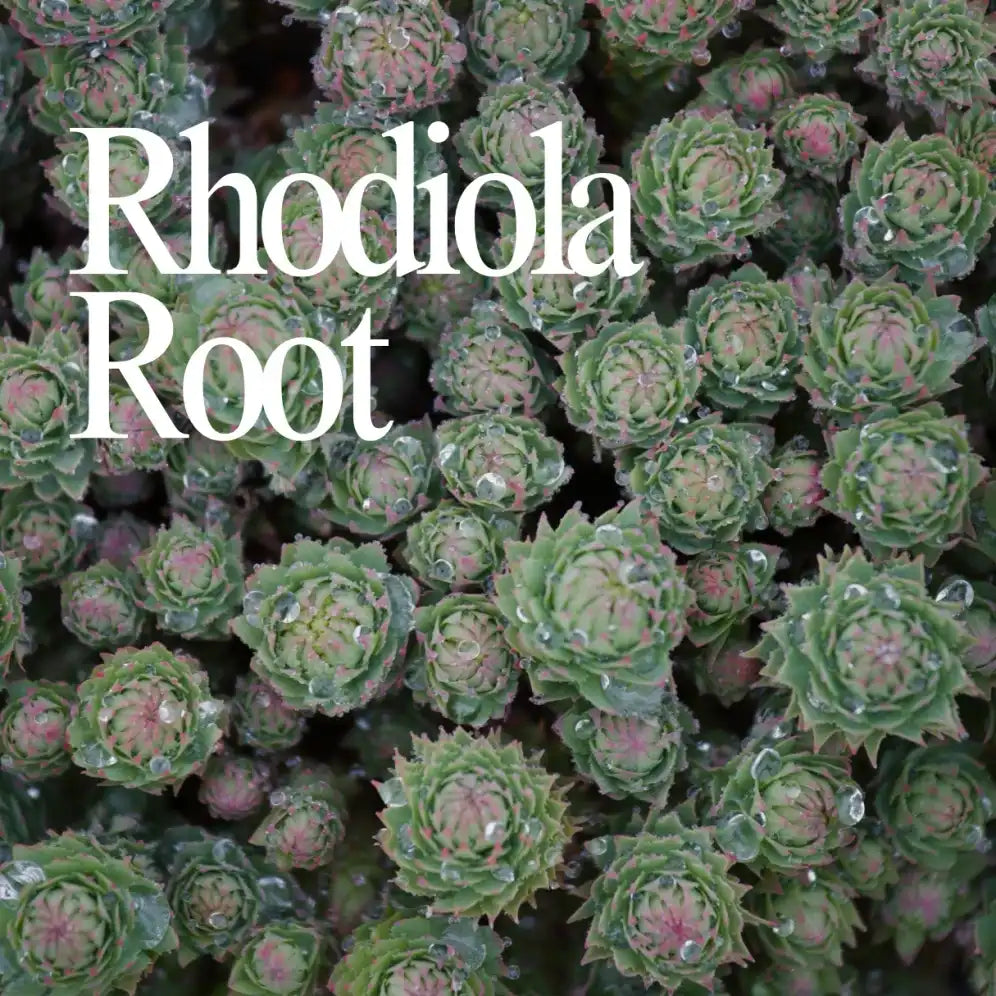 Rhodiola Root