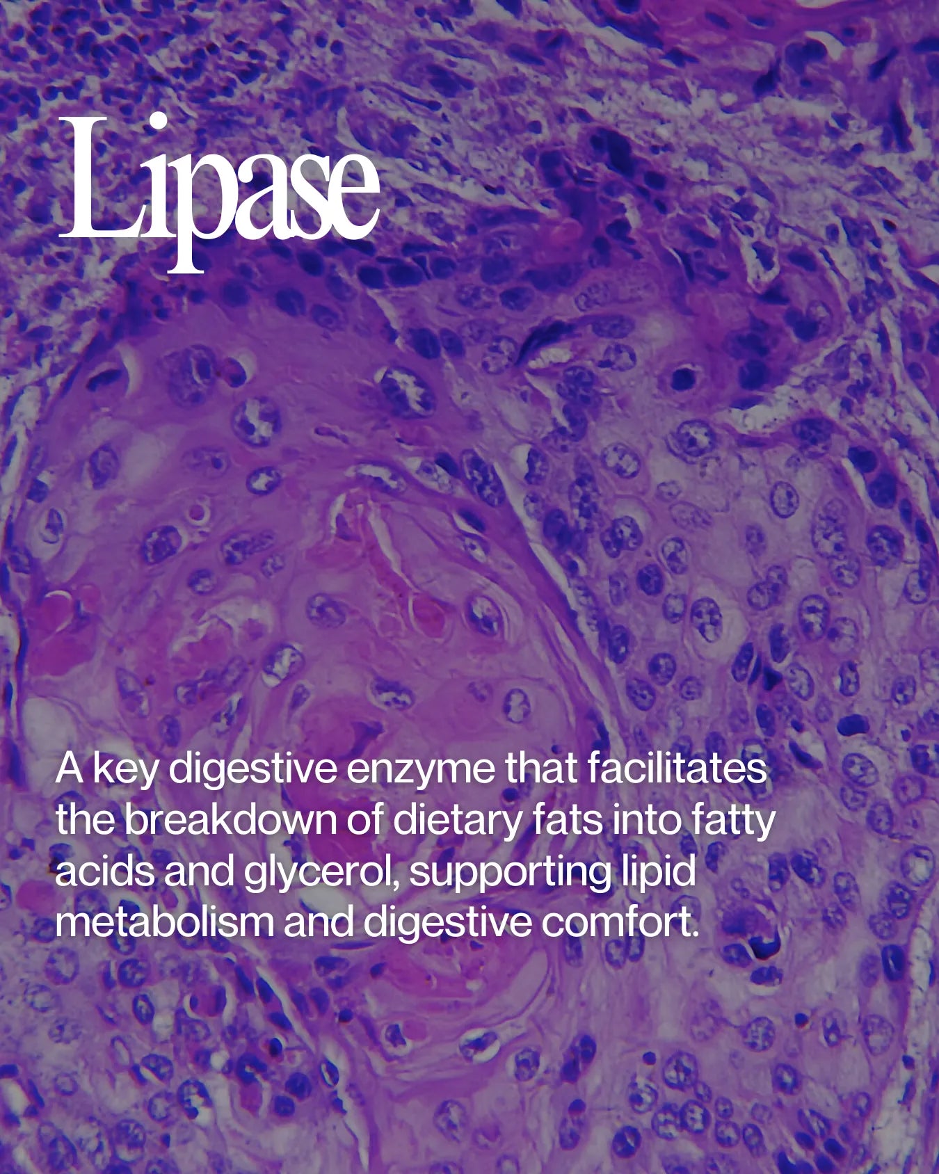 Informational about Lipase health benefits