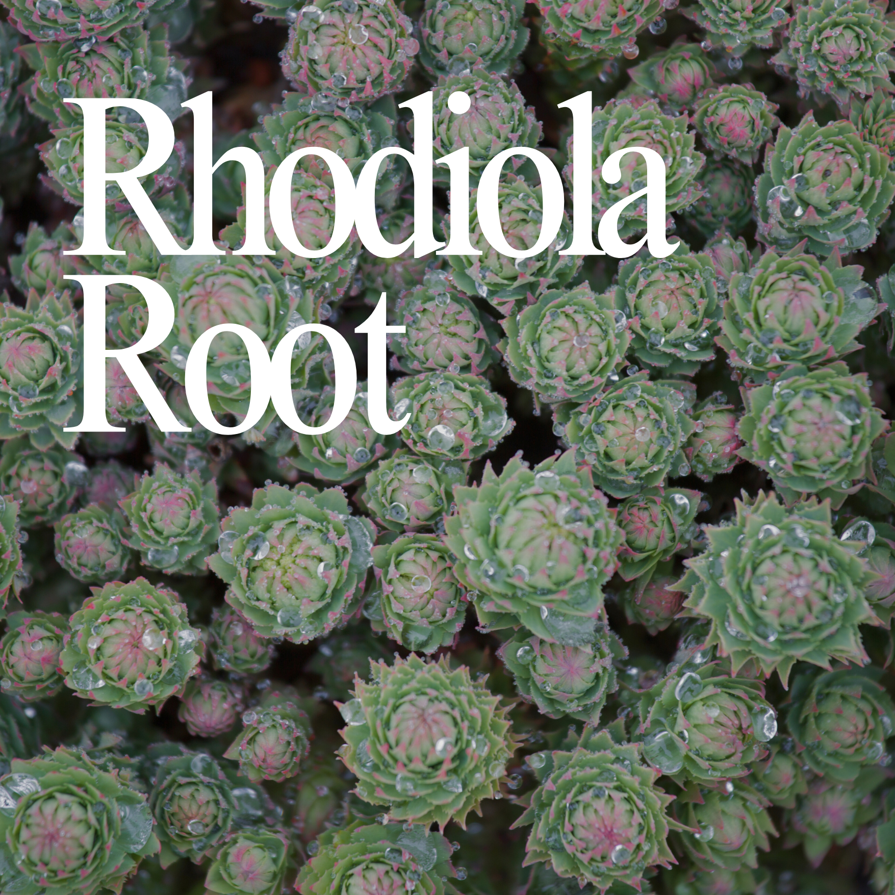 Rhodiola Rosea