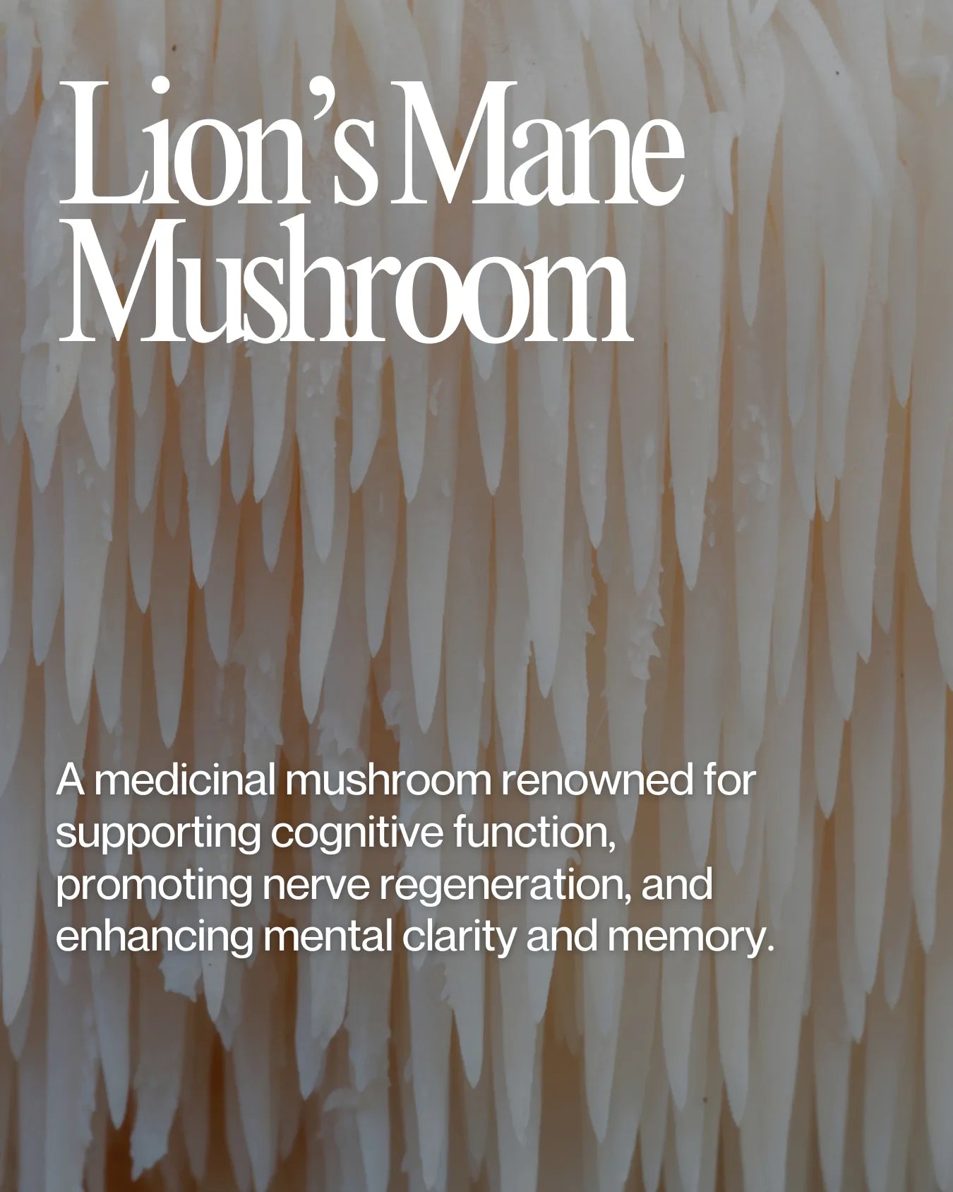 Informational about Lion's Mane Mushroom health benefits