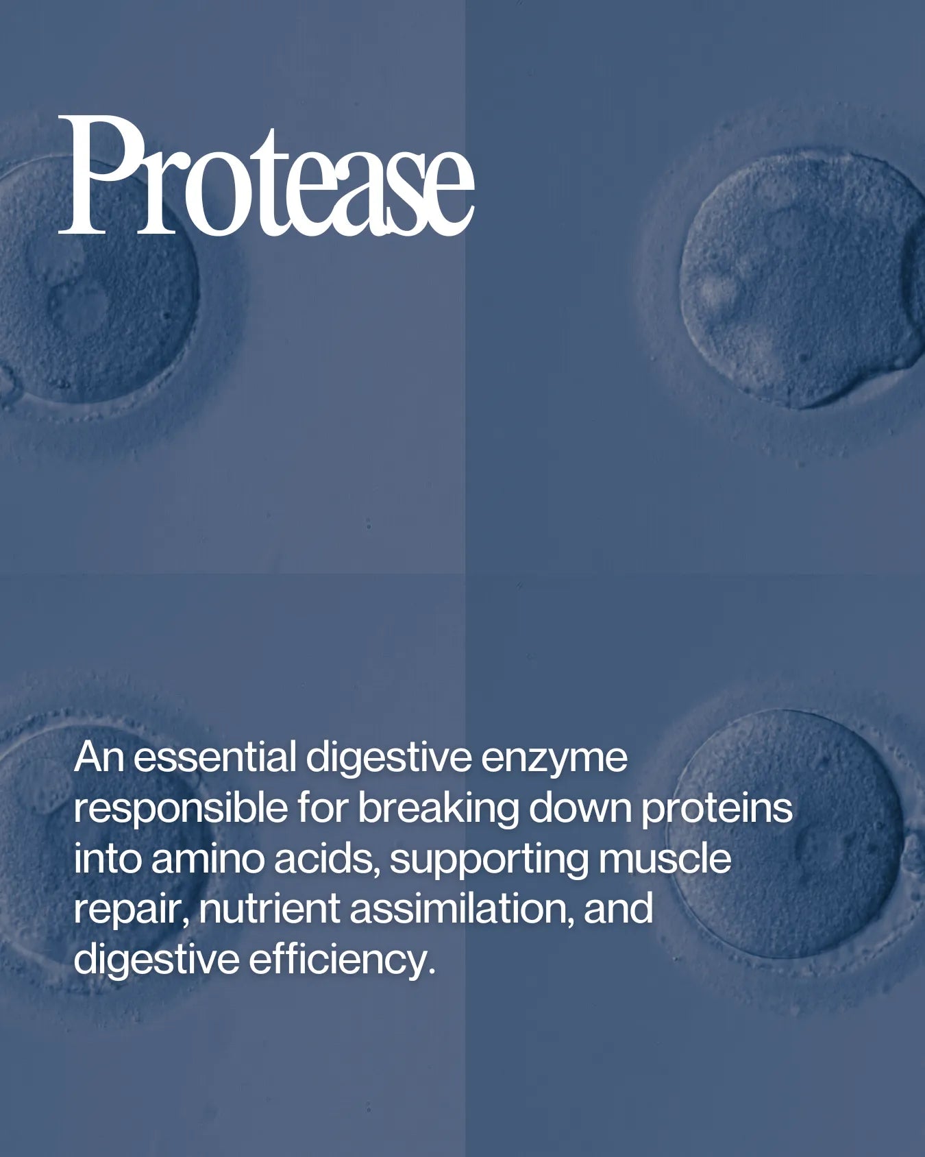 Informational about Protease health benefits