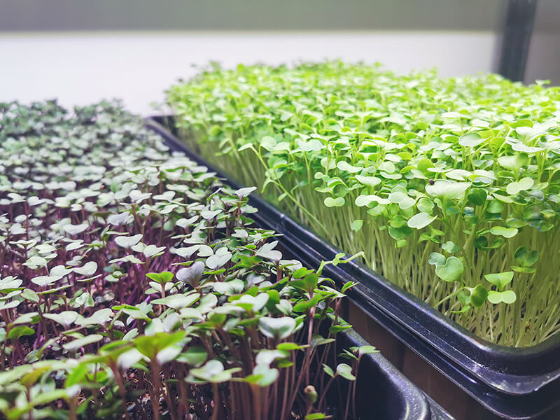 Microgreens