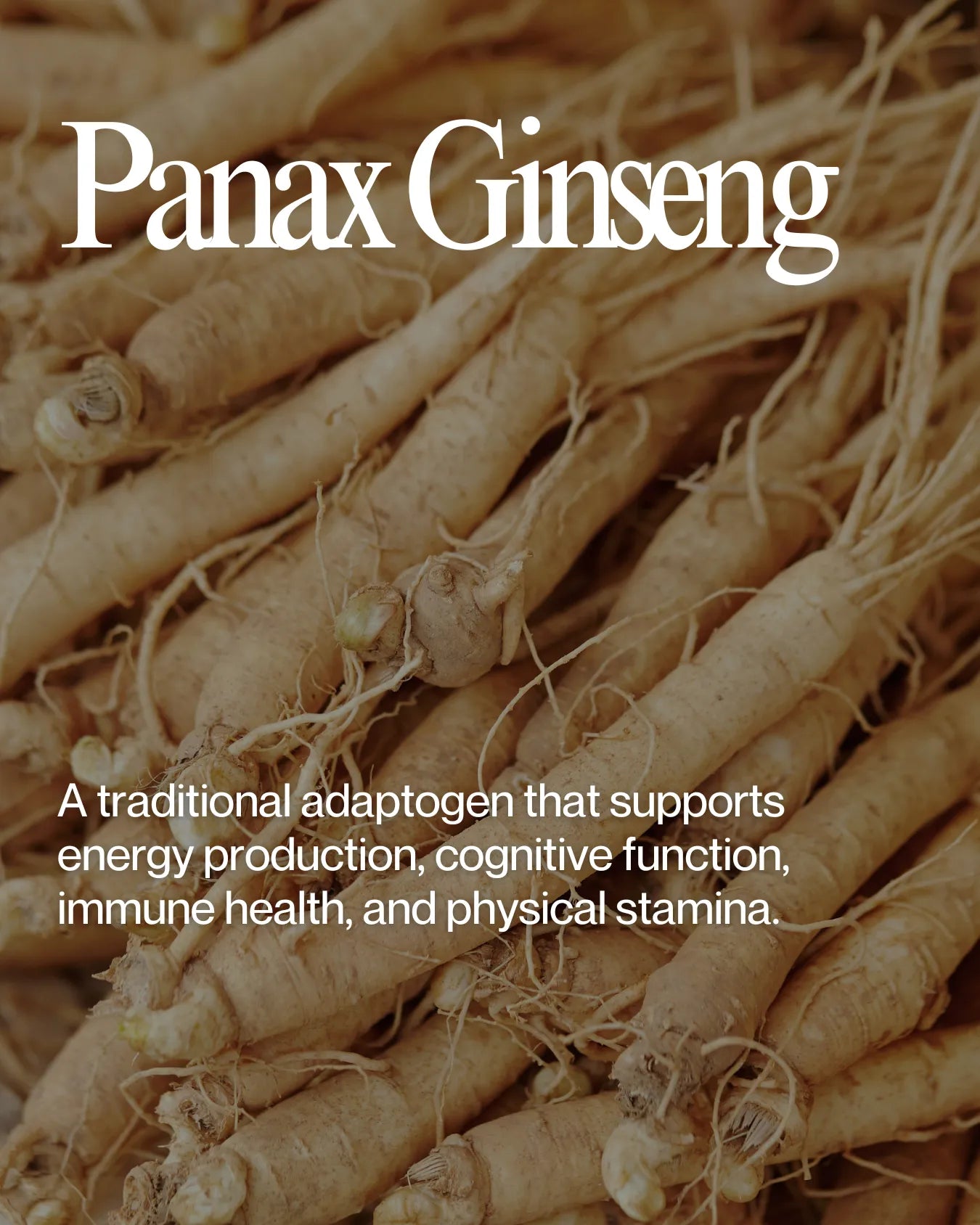 Informational about Panax Ginseng health benefits