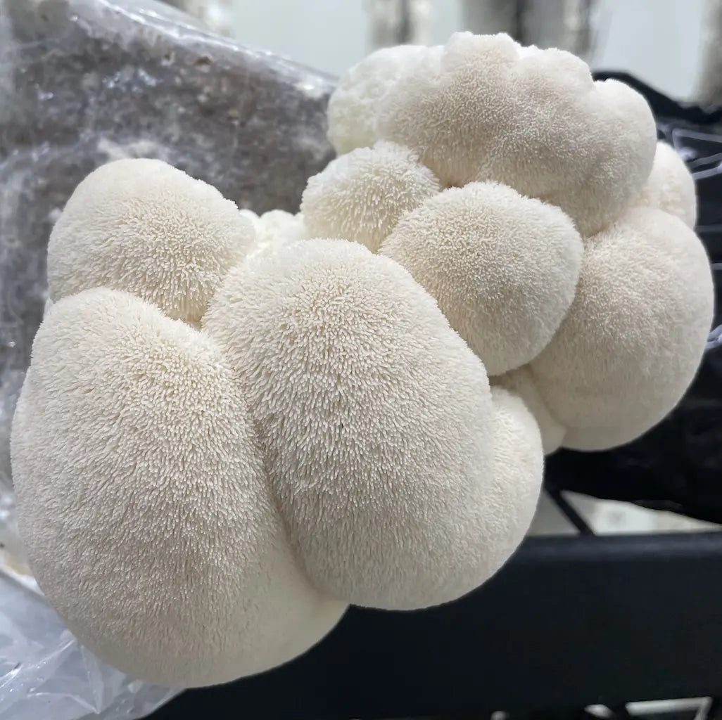 Photo of Lion's Mane Mushroom