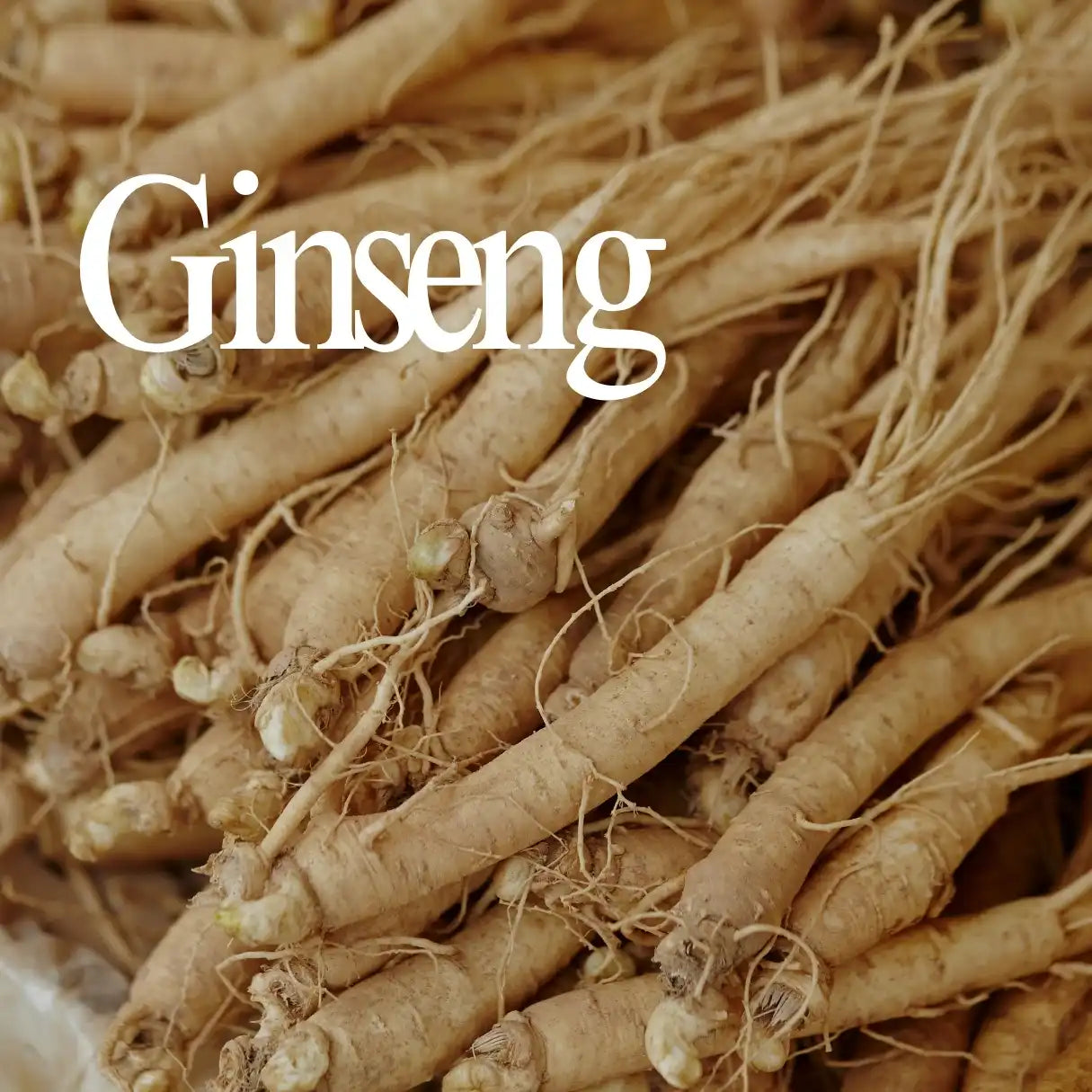 Ginseng