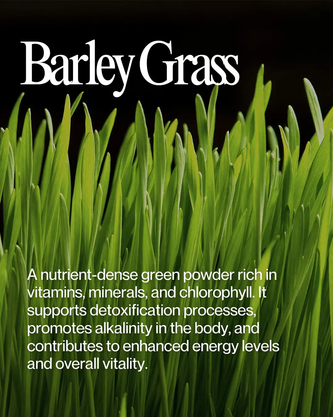 Close-up of vibrant barley grass (Hordeum vulgare) blades, showcasing their lush green color and natural vitality, known for their powerful health benefits