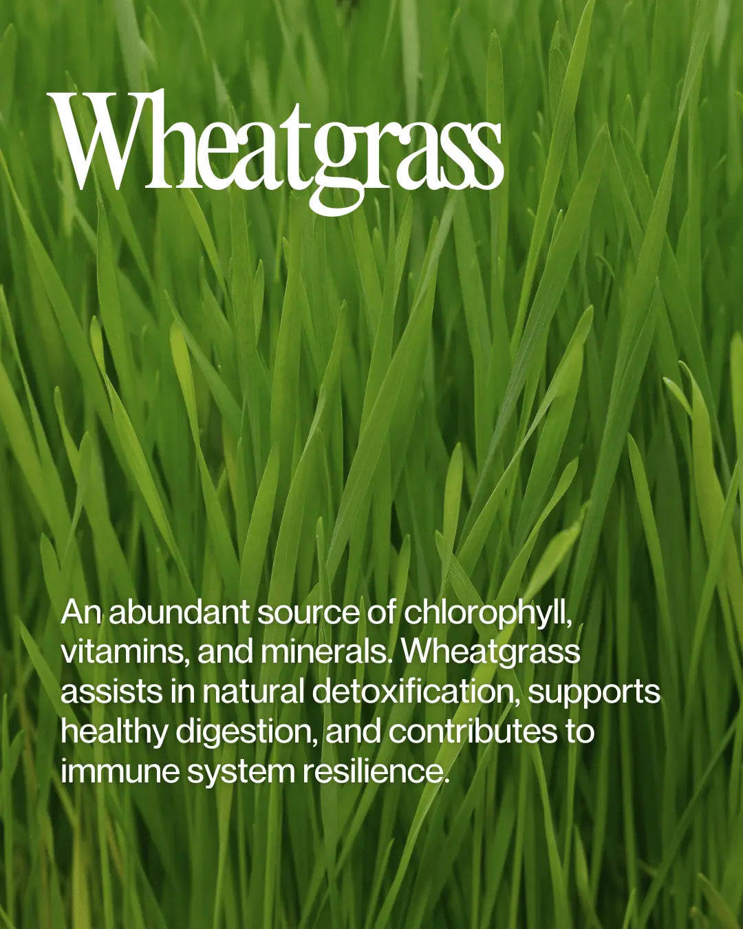 Detailed view of finely ground wheatgrass (Triticum aestivum) powder, highlighting its vibrant green color and natural health benefits