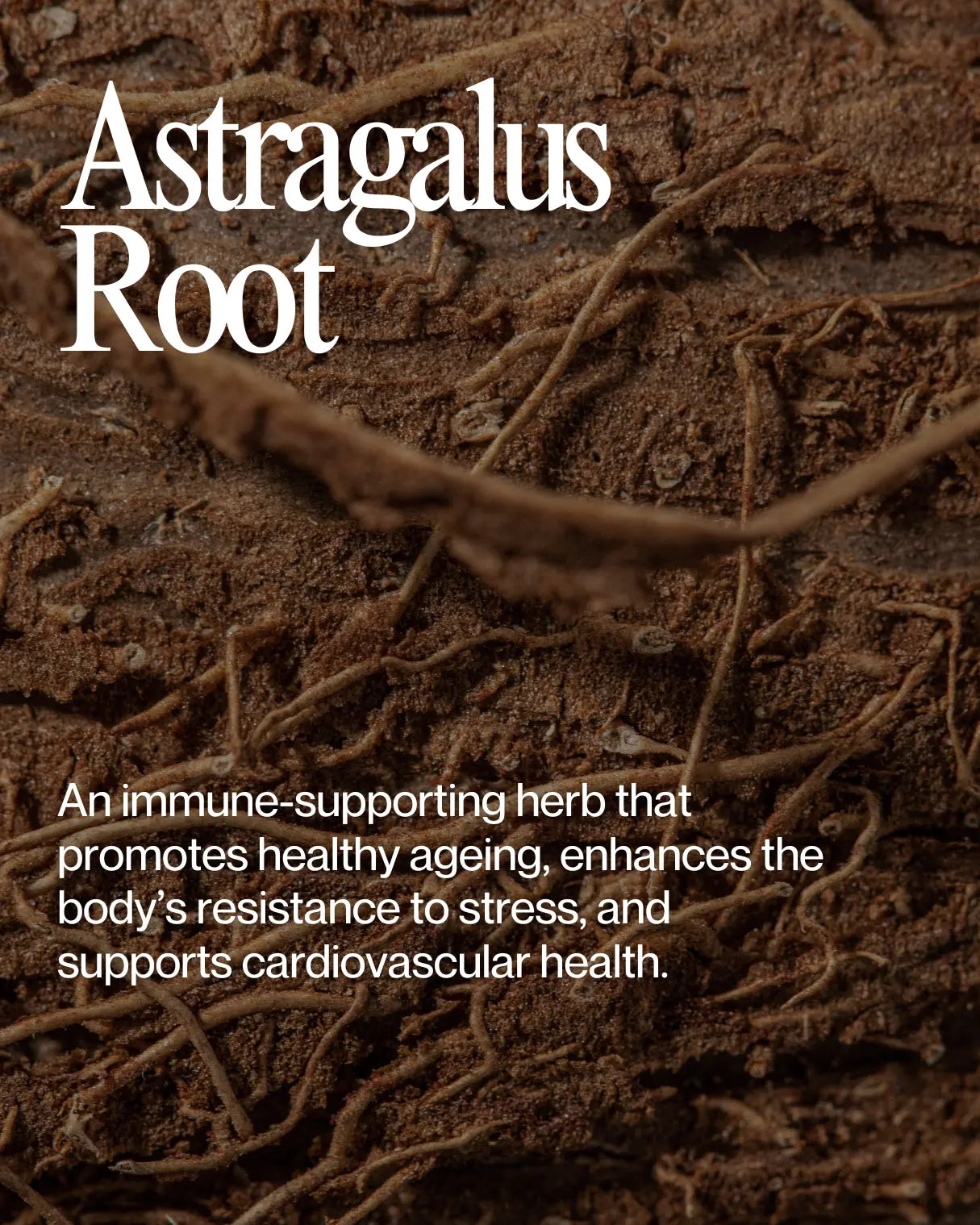 Informational about Astragalus Root health benefits