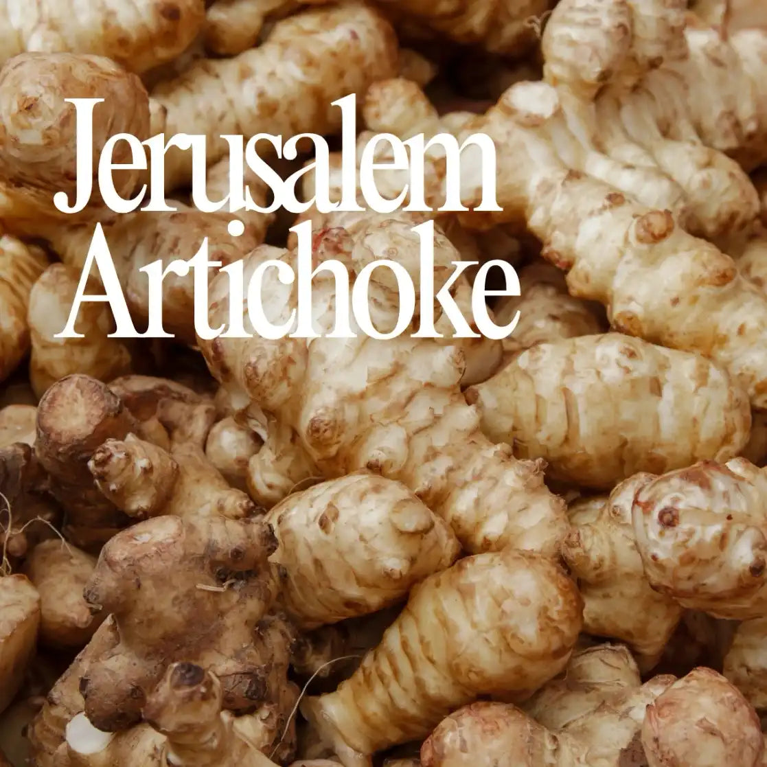 Jerusalem Artichoke