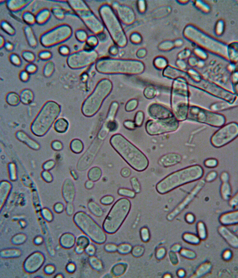 Closeup photo of probiotics under a microscope