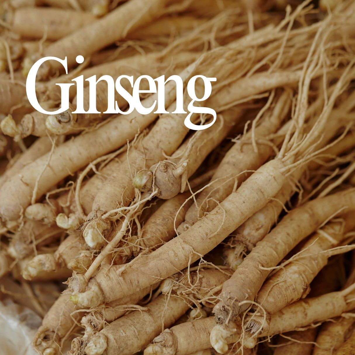 Panax Ginseng