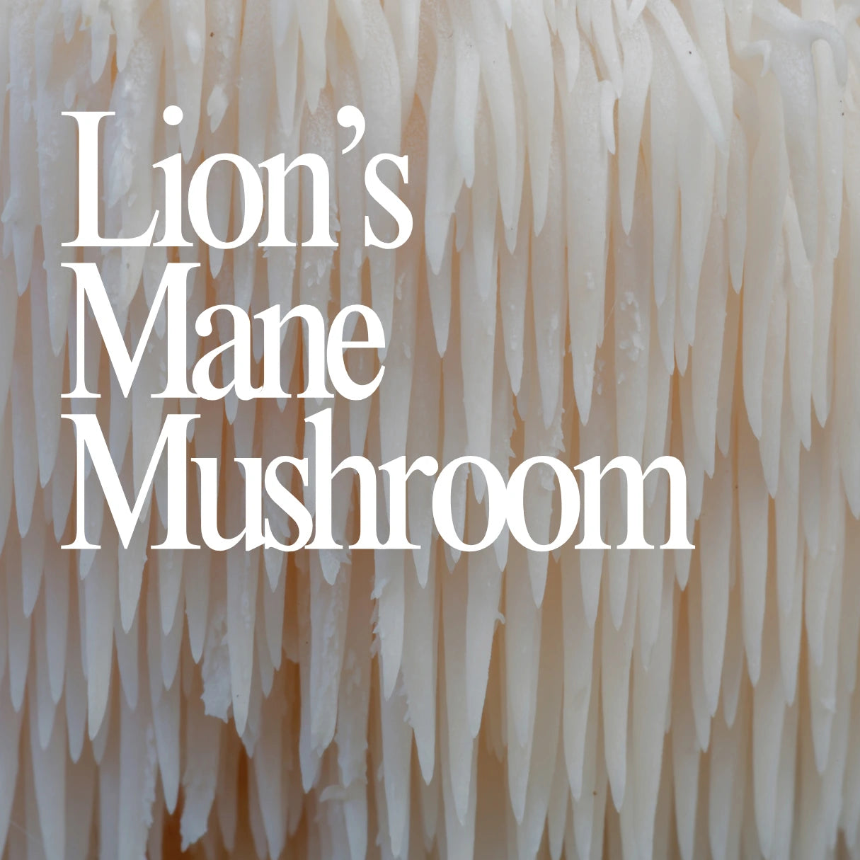 Lion's Mane Mushroom