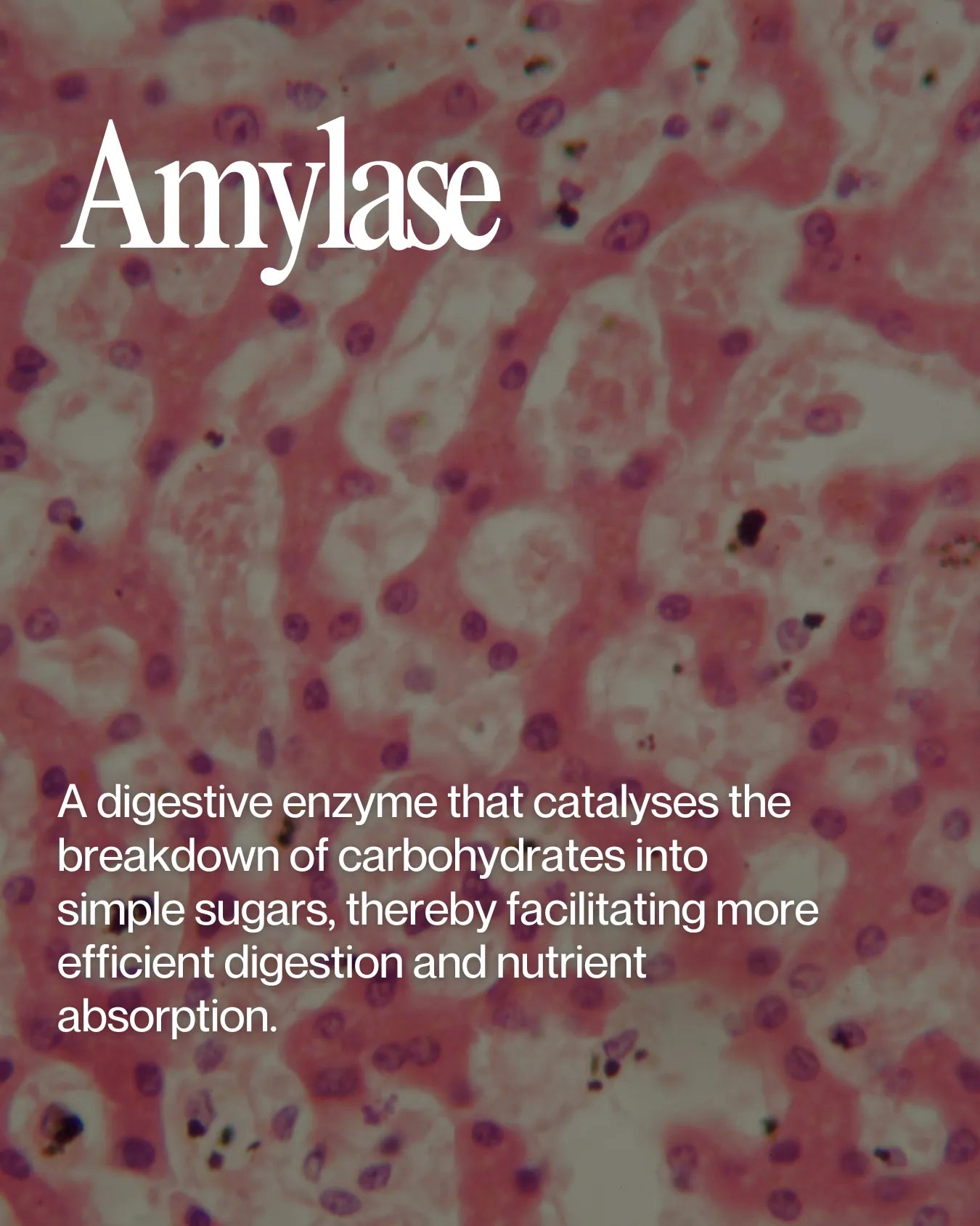 Informational about Amylase health benefits