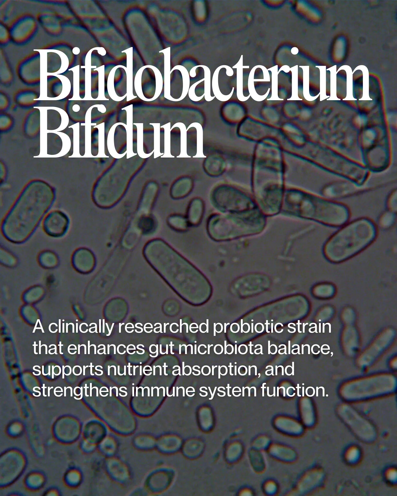 Informational about Bifidobacterium Bifidum health benefits